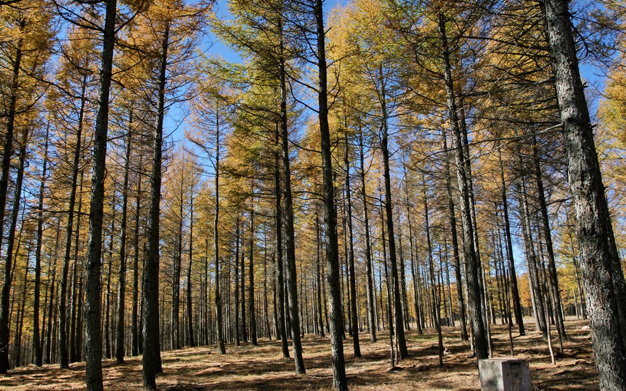 Paddock Saihanba (Minghu Metasequoia práce) #12 - 1280x800