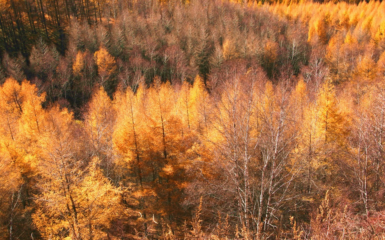 Paddock Saihanba (Minghu Metasequoia works) #16 - 1280x800