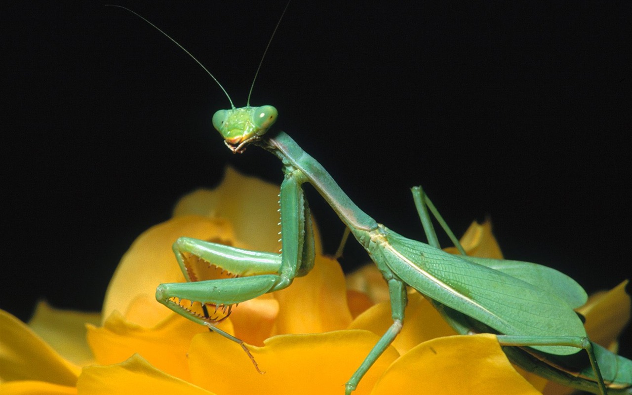 Insect Photo Wallpaper #8 - 1280x800