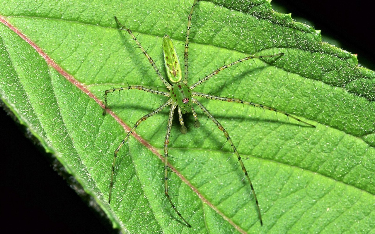 Fondo de pantalla de fotos de insectos #14 - 1280x800