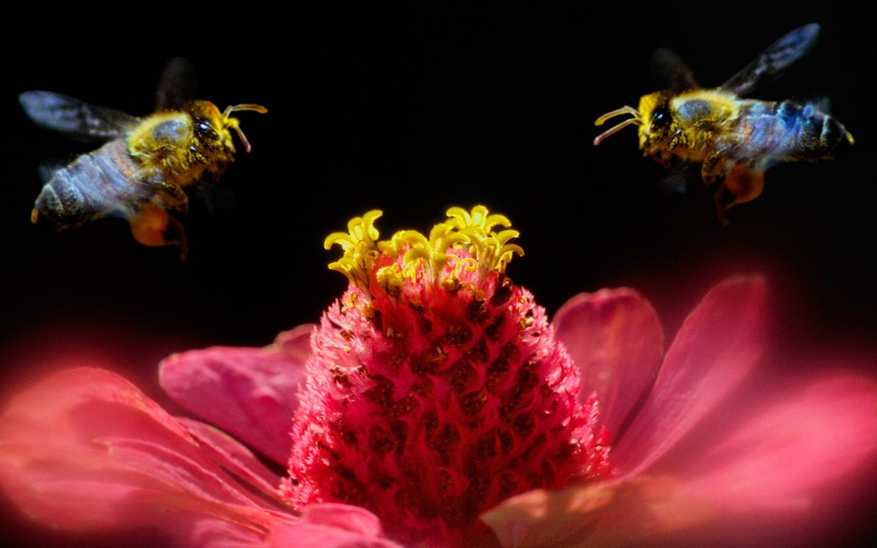 Insect Photo Wallpaper #19 - 1280x800