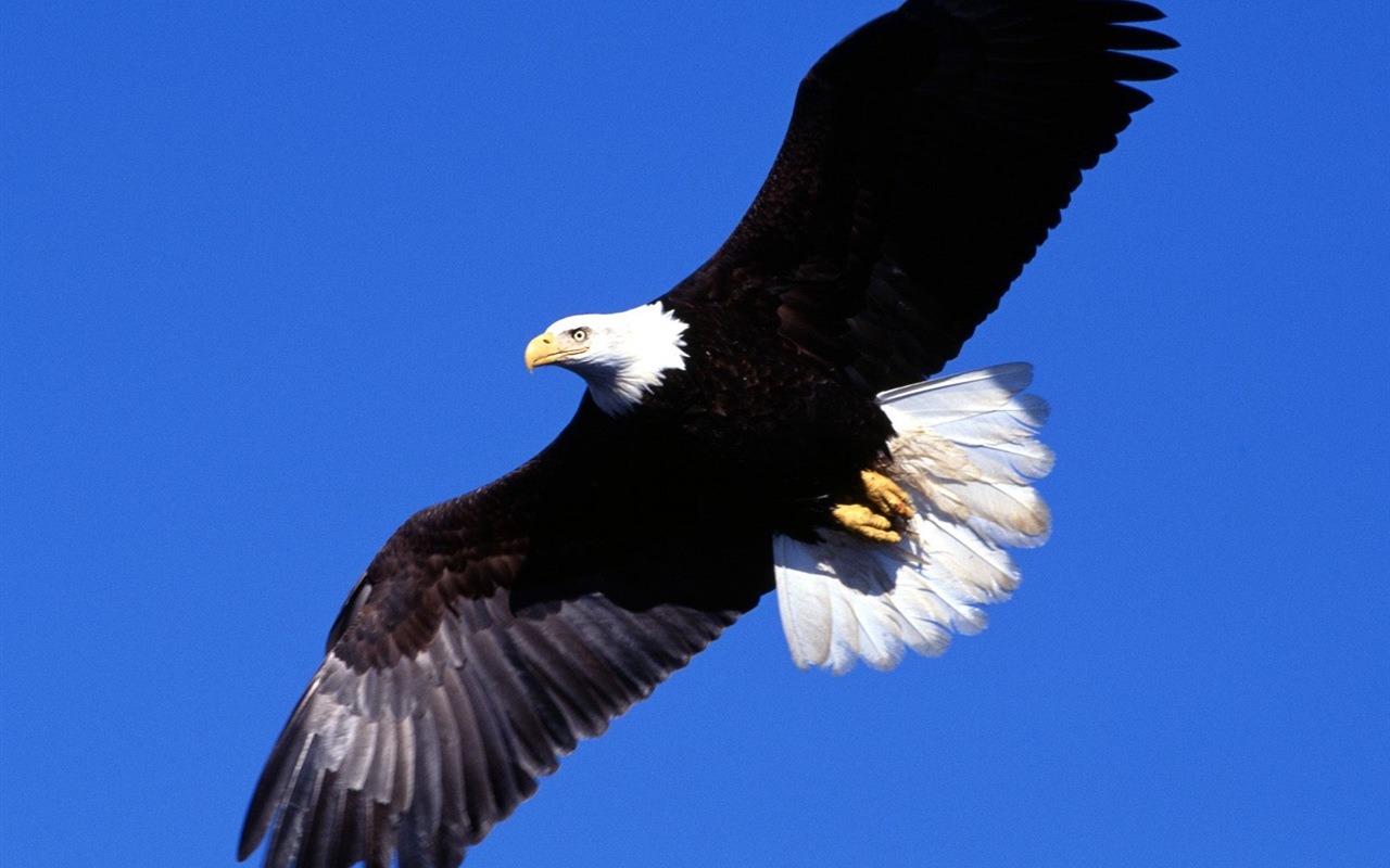 Eagle křídla letět wallpaper #1 - 1280x800