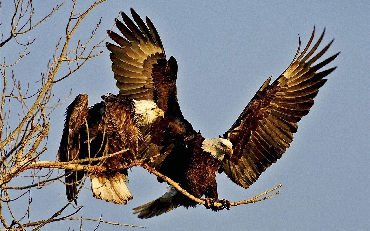 Eagle wings fly wallpaper #3 - 1280x800