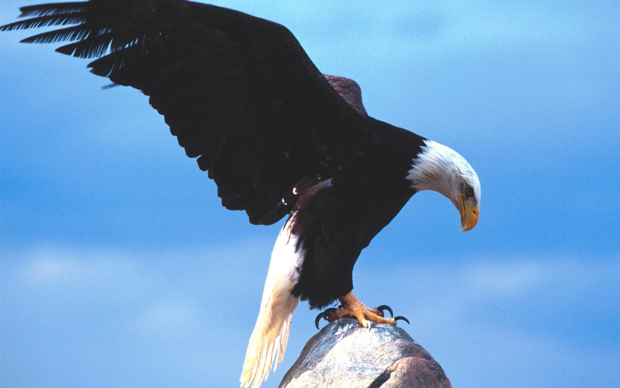Eagle wings fly wallpaper #6 - 1280x800