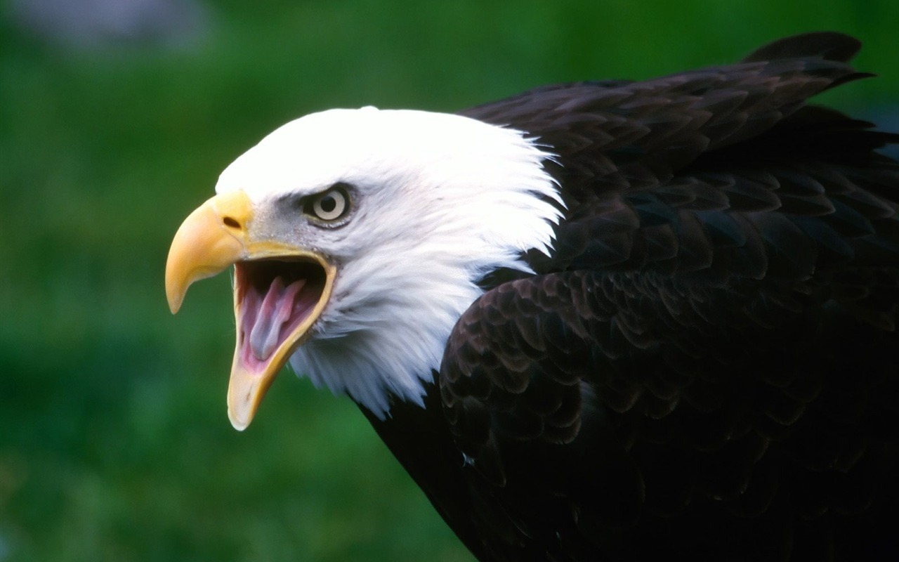 Eagle wings fly wallpaper #10 - 1280x800