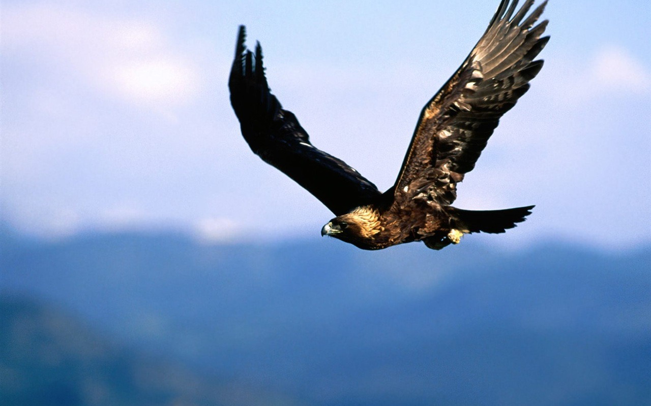 las alas del águila volar fondo de pantalla #11 - 1280x800