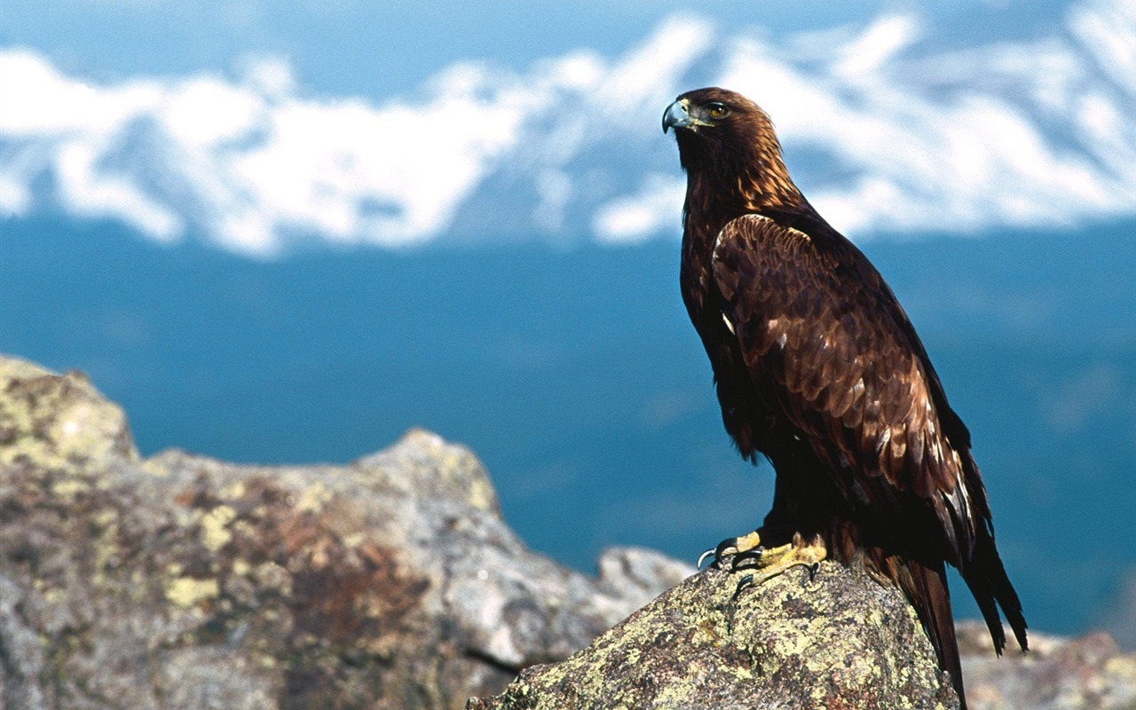 Eagle wings fly wallpaper #16 - 1280x800