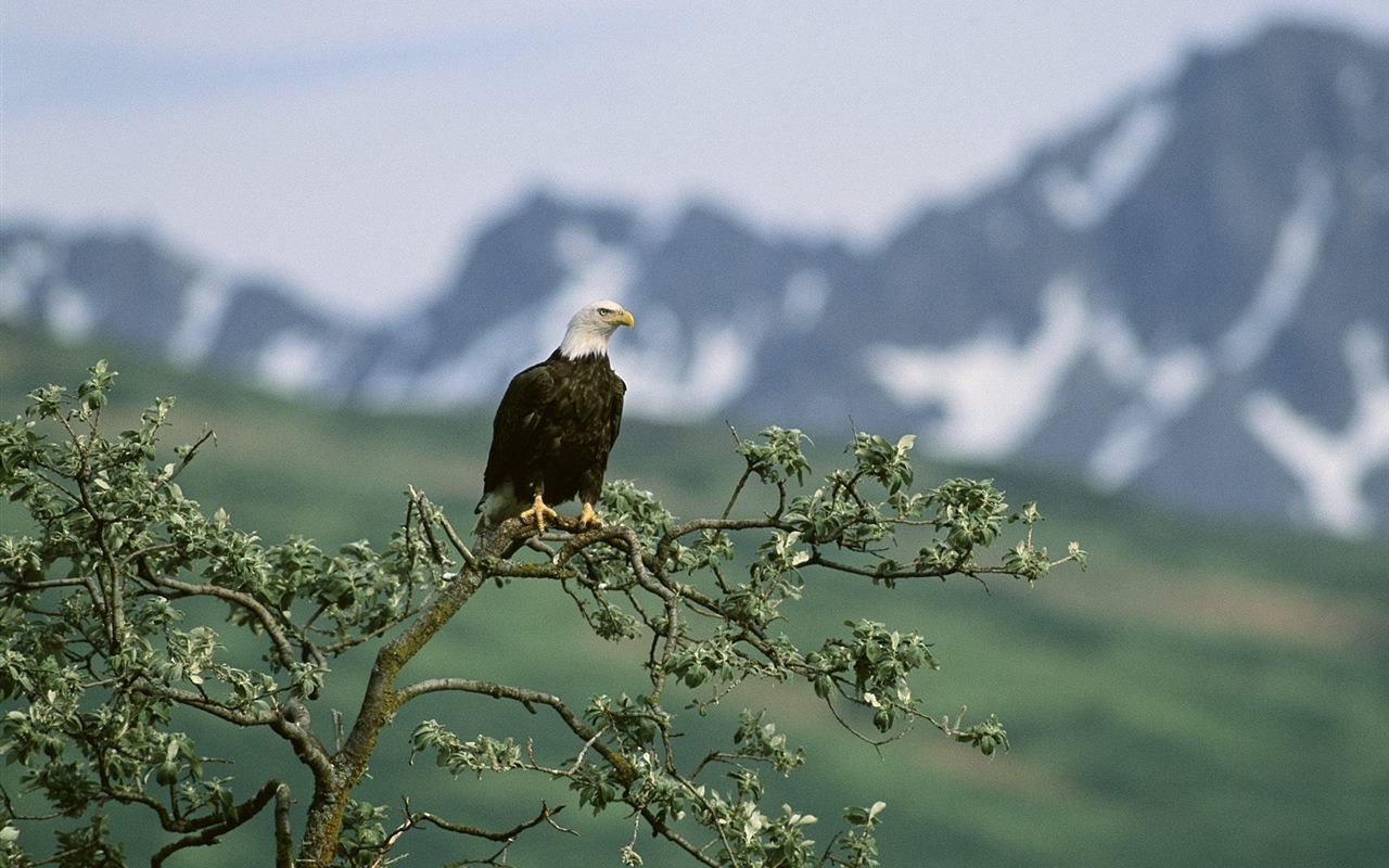 Eagle křídla letět wallpaper #17 - 1280x800