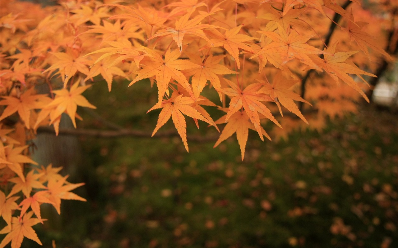 Beautiful Maple Leaf Wallpaper #2 - 1280x800
