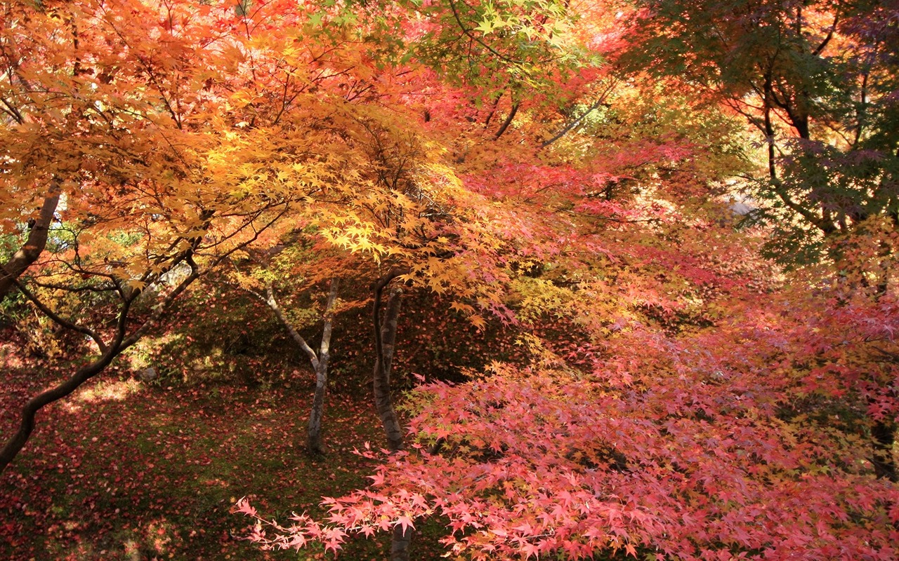 아름다운 단풍잎 바탕 화면 #3 - 1280x800