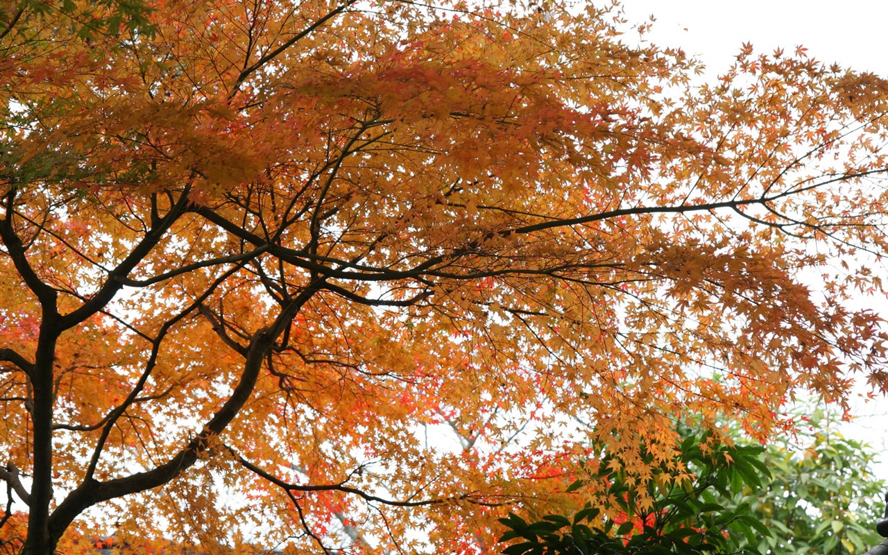 Beautiful Maple Leaf Wallpaper #7 - 1280x800