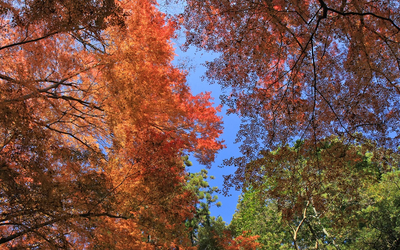 Beautiful Maple Leaf Wallpaper #8 - 1280x800