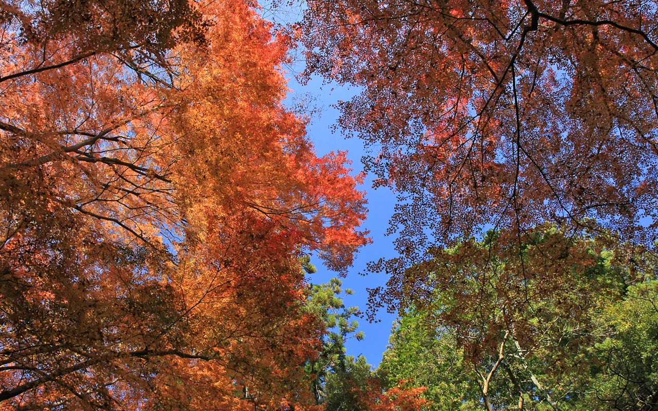 Fond d'écran Belle Feuille d'érable #8 - 1280x800