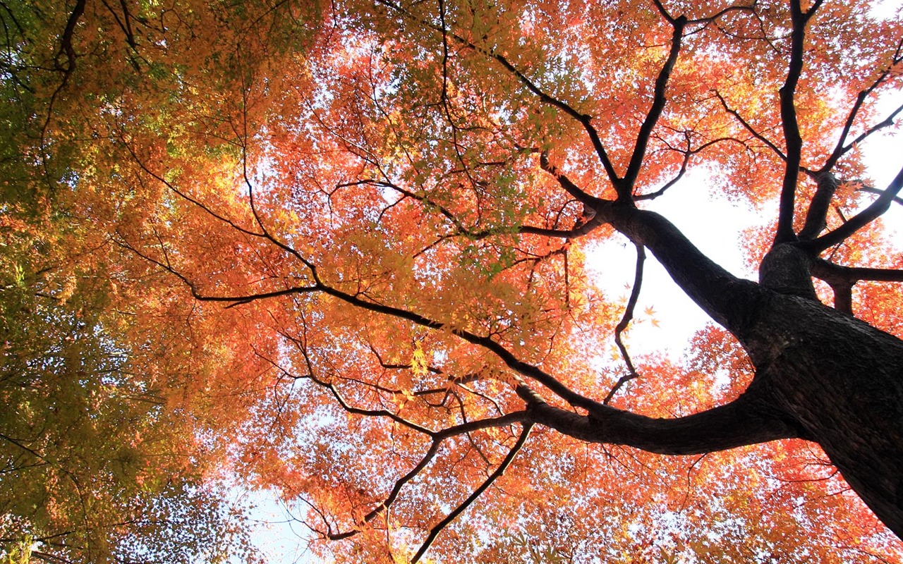 Beautiful Maple Leaf Wallpaper #9 - 1280x800