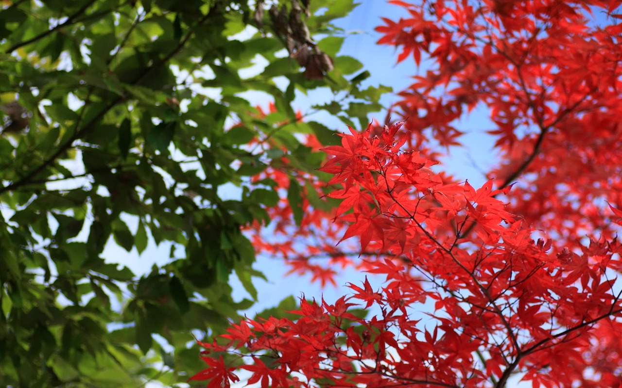 Beautiful Maple Leaf Wallpaper #10 - 1280x800