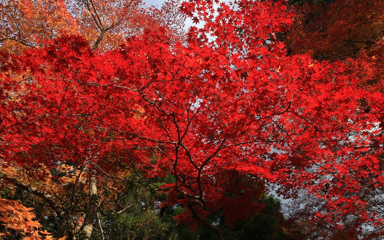 Beautiful Maple Leaf Wallpaper #12 - 1280x800
