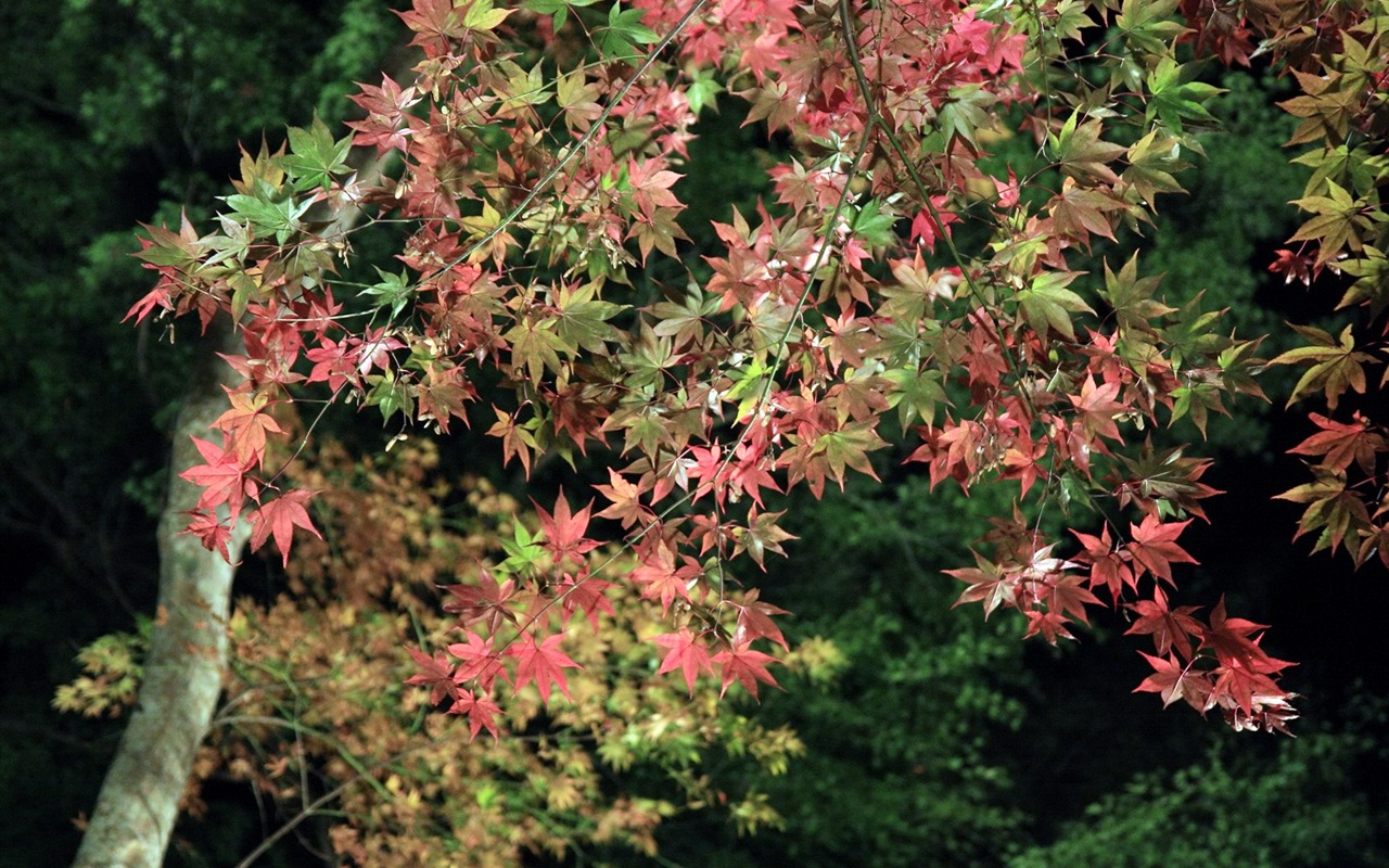 美丽枫叶满天壁纸专辑13 - 1280x800