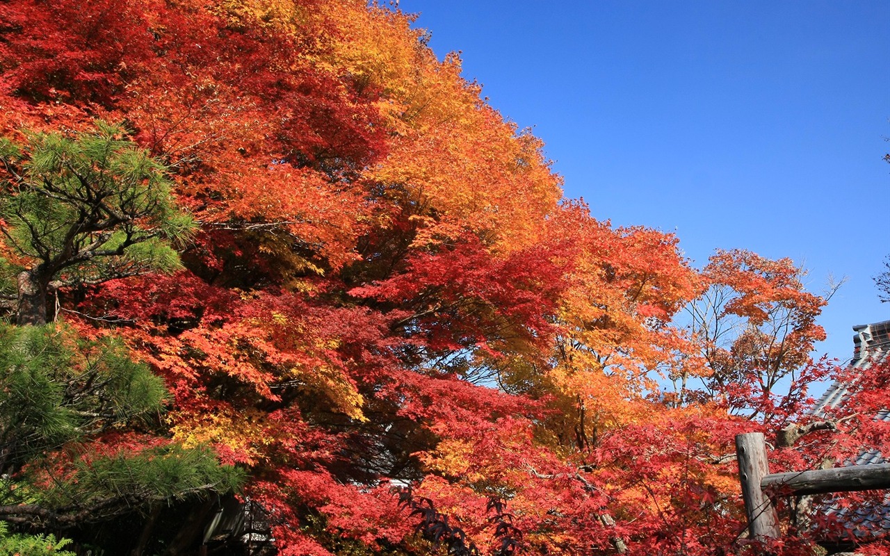 Beautiful Maple Leaf Wallpaper #15 - 1280x800