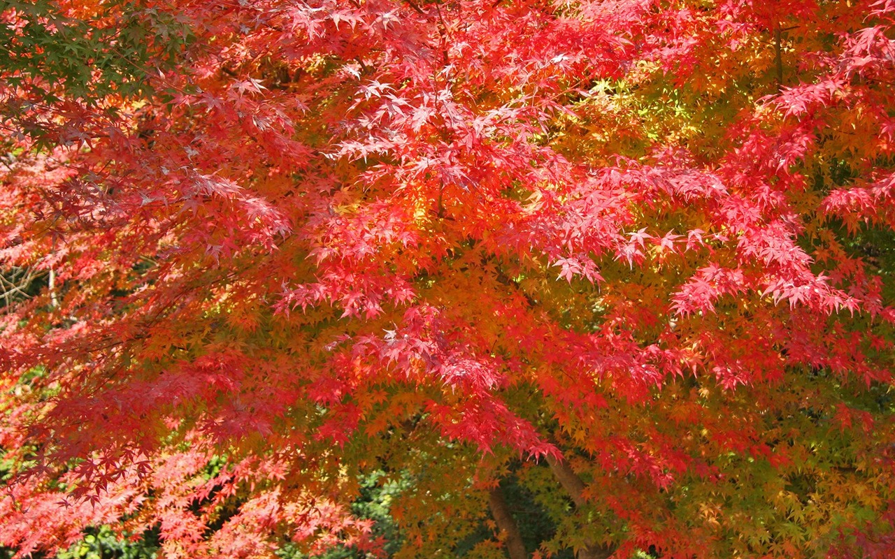 Krásné Maple Leaf Wallpaper #19 - 1280x800