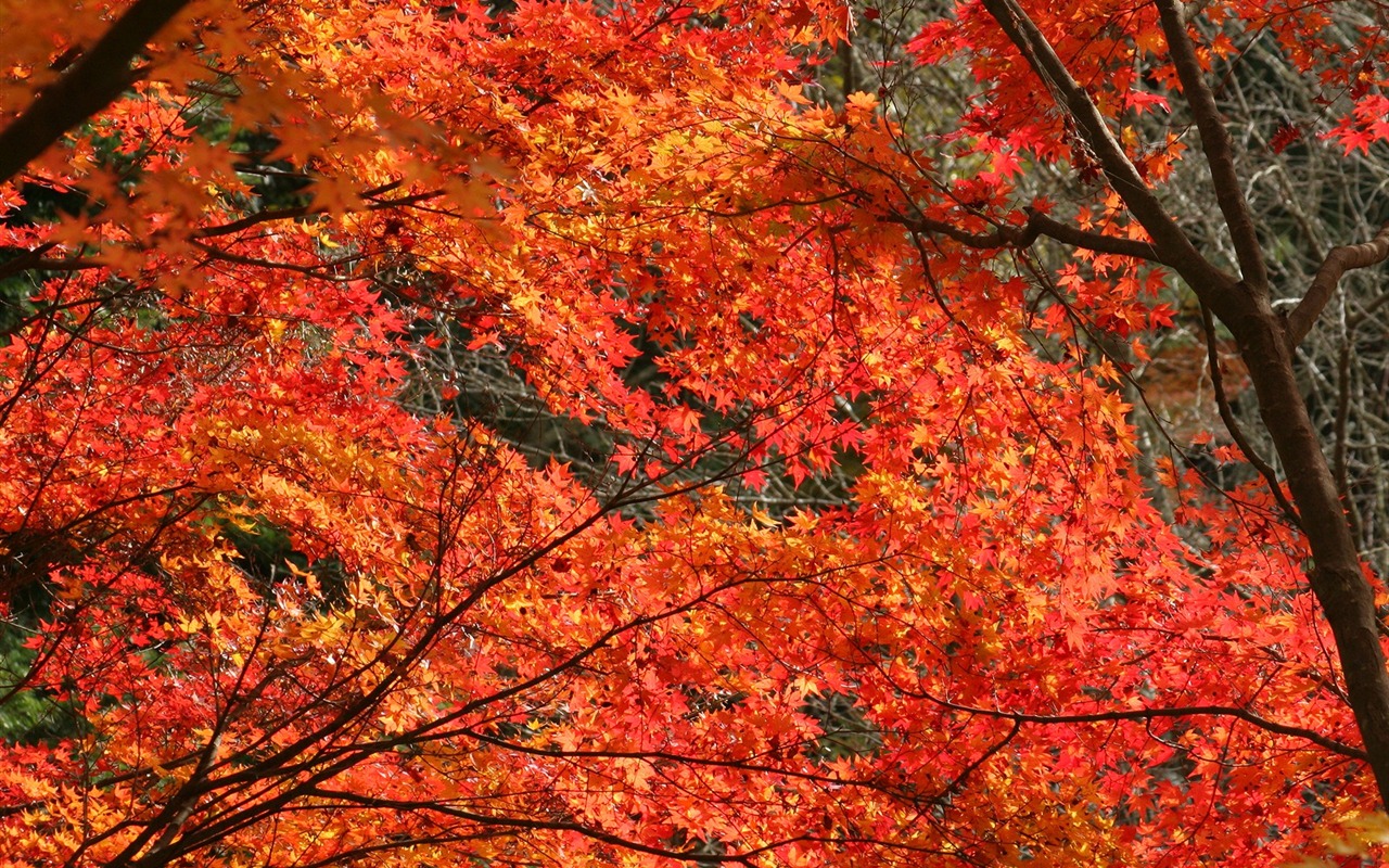 Beautiful Maple Leaf Wallpaper #20 - 1280x800
