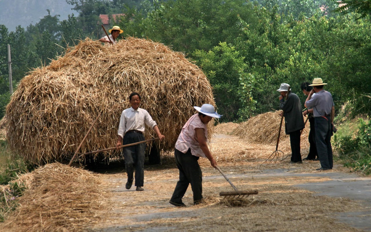 Wheat familiar (Minghu Metasequoia works) #5 - 1280x800