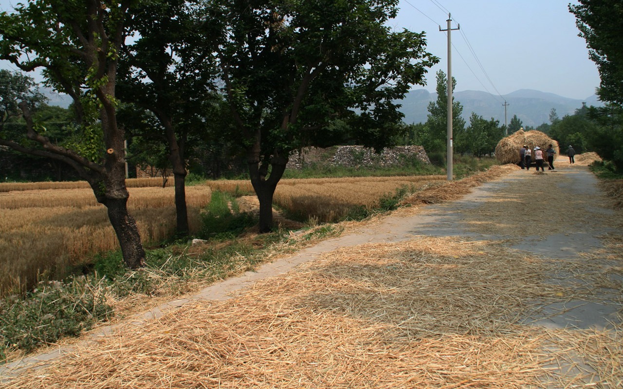 Wheat familiar (Minghu Metasequoia works) #6 - 1280x800