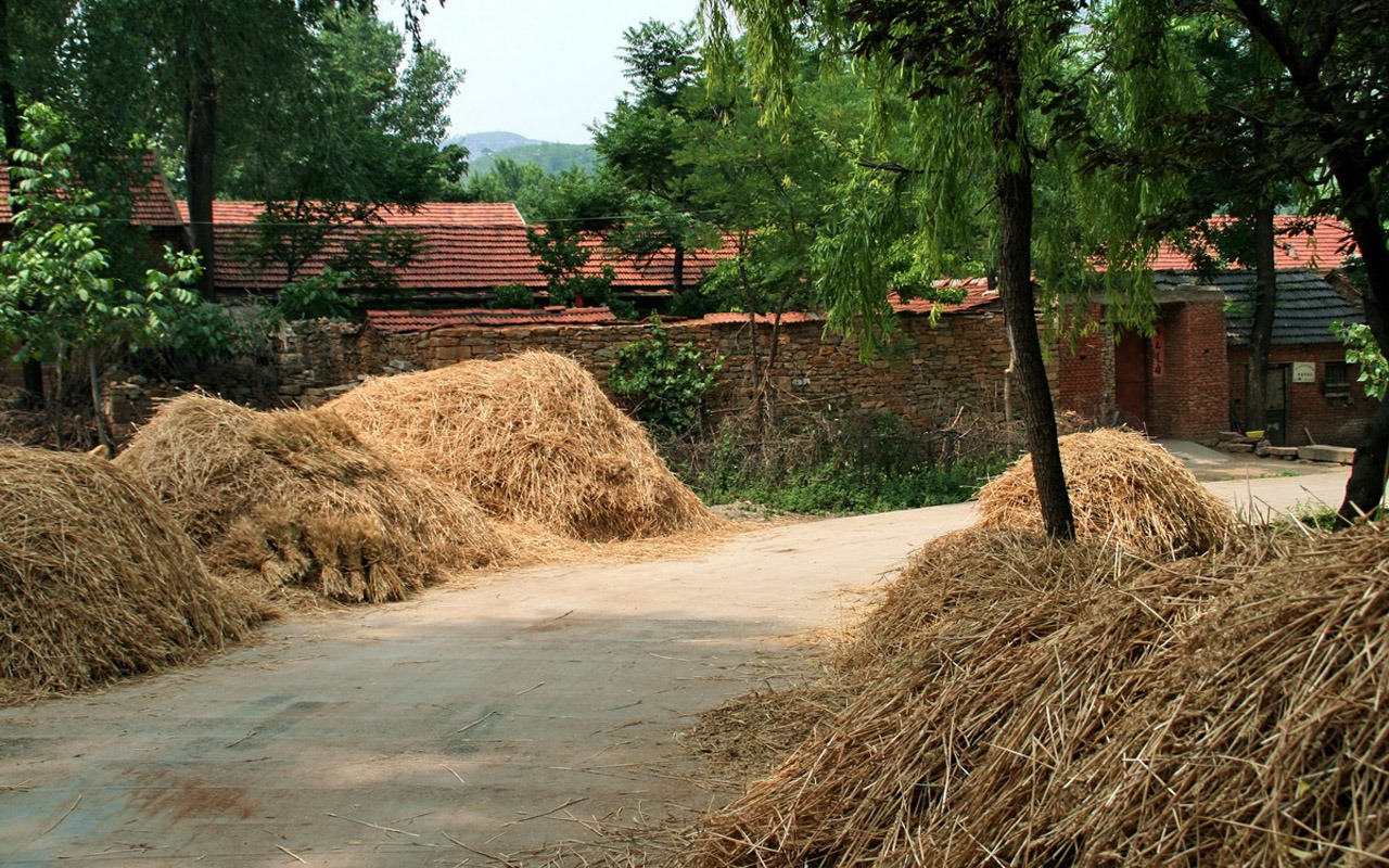 Wheat familiar (Minghu Metasequoia works) #9 - 1280x800