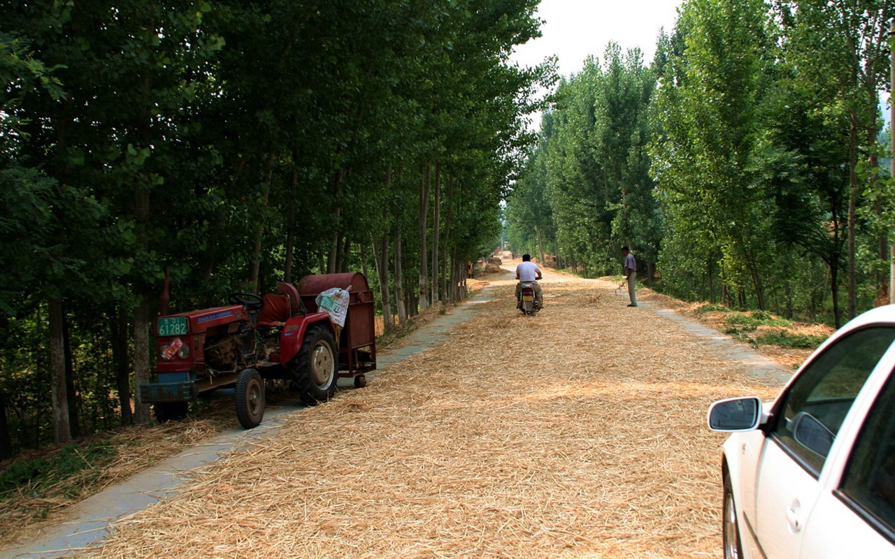 Wheat familiar (Minghu Metasequoia works) #12 - 1280x800