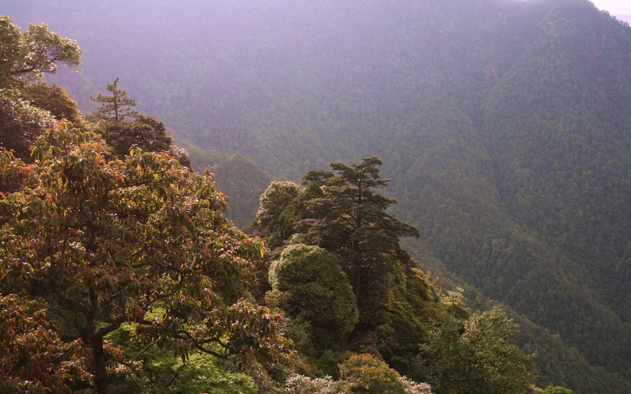 Jinggangshan (Minghu Metasequoia práce) #5 - 1280x800