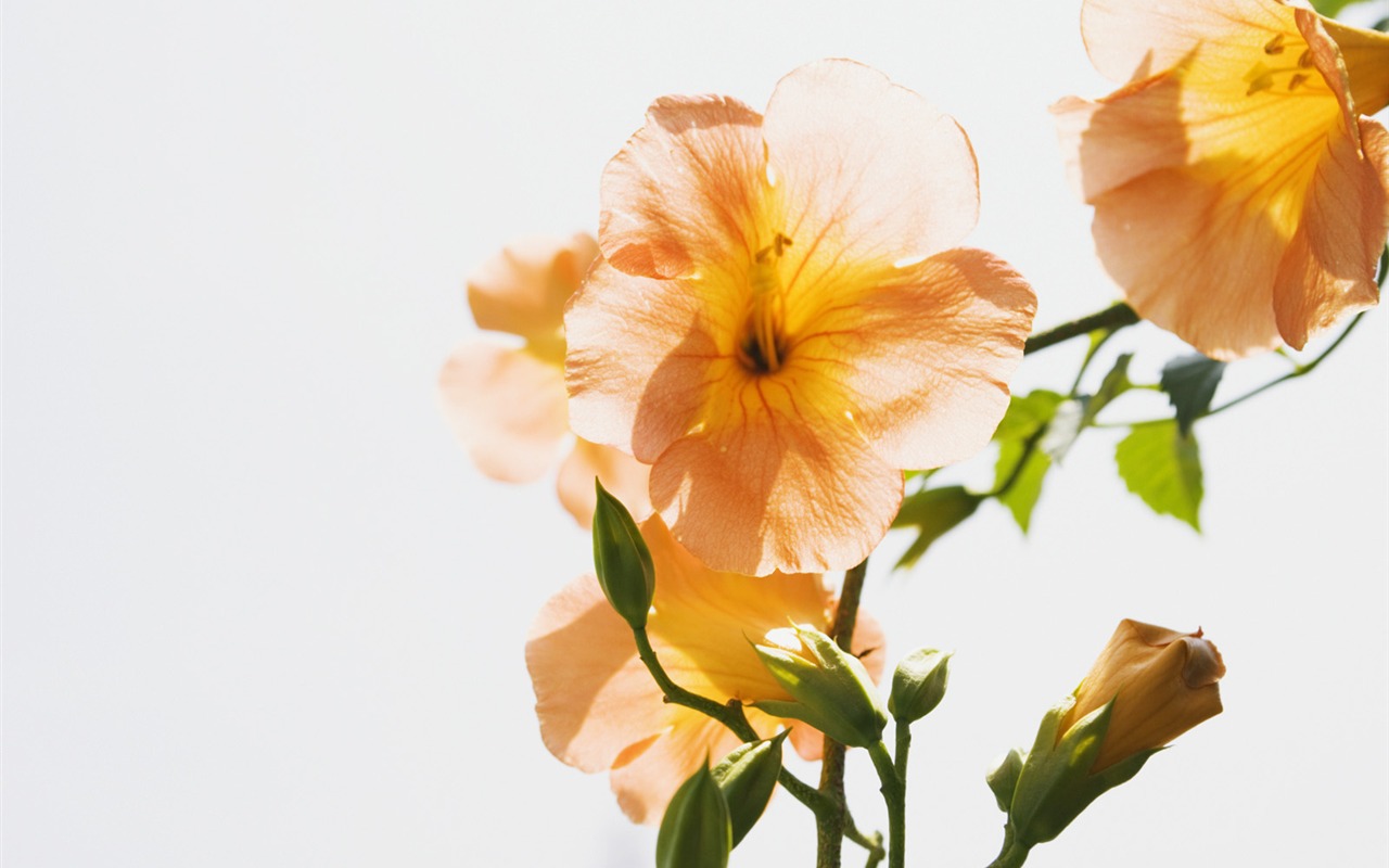 Under clear sky flowers #4 - 1280x800