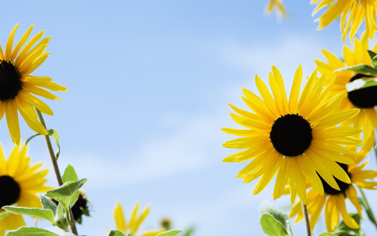 Under clear sky flowers #8 - 1280x800