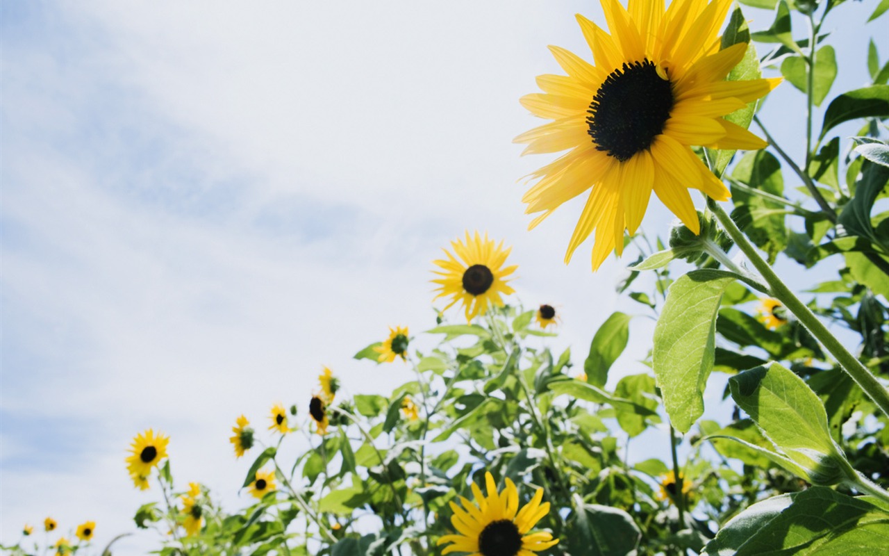 Under clear sky flowers #9 - 1280x800