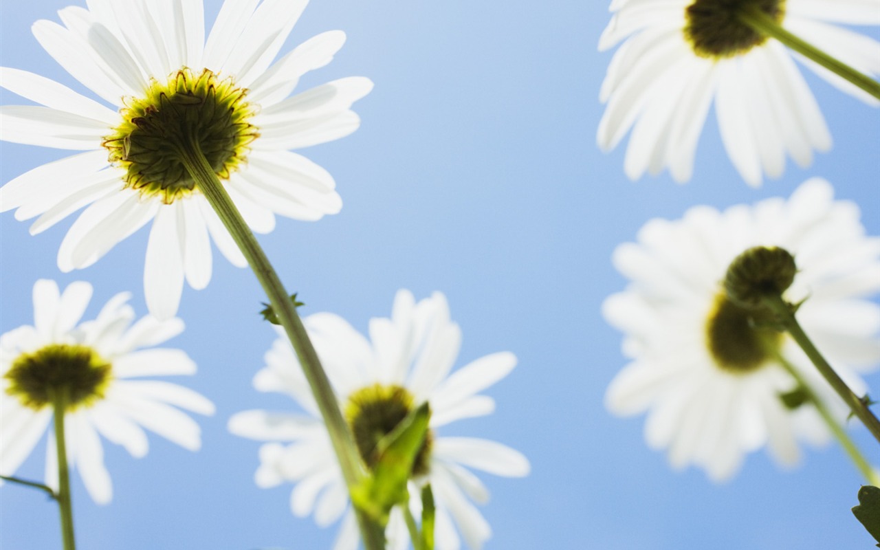 Under clear sky flowers #12 - 1280x800