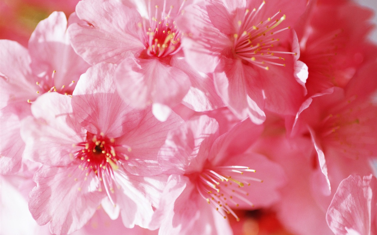 Under clear sky flowers #14 - 1280x800