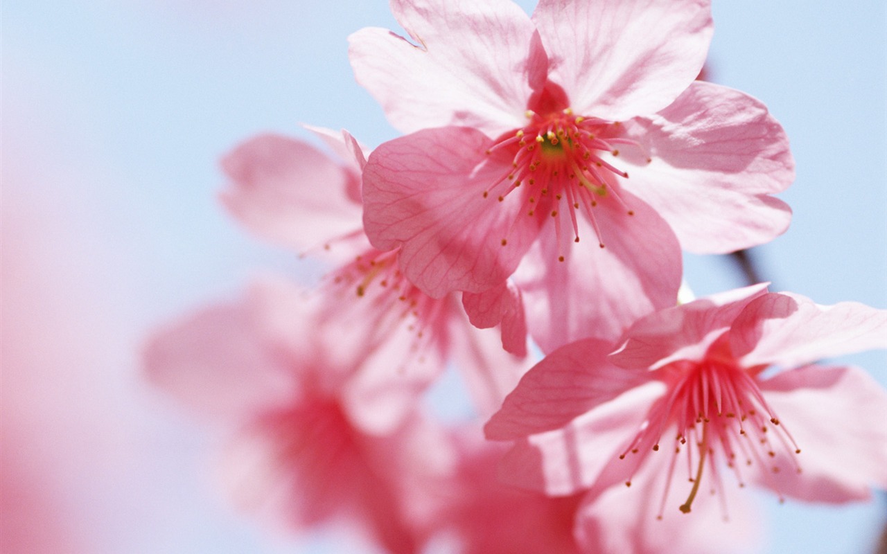 Under clear sky flowers #15 - 1280x800