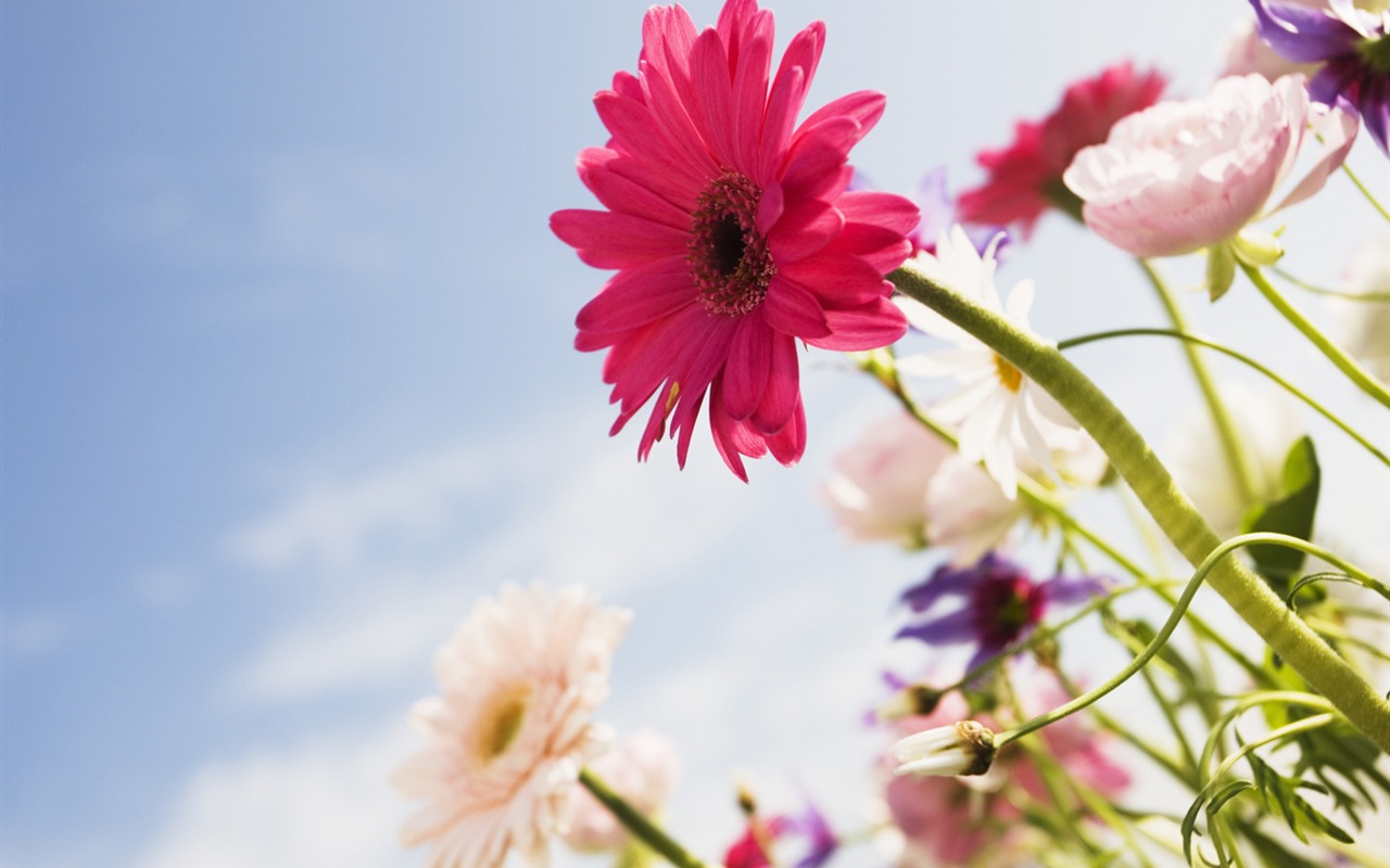 Under clear sky flowers #18 - 1280x800