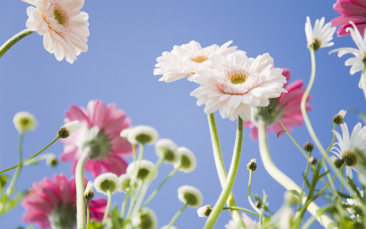 晴空下的鮮花 #21 - 1280x800