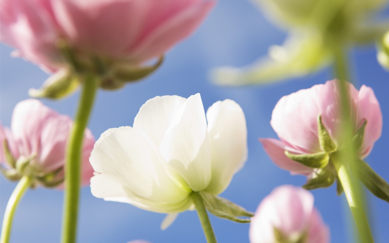 Under clear sky flowers #24 - 1280x800