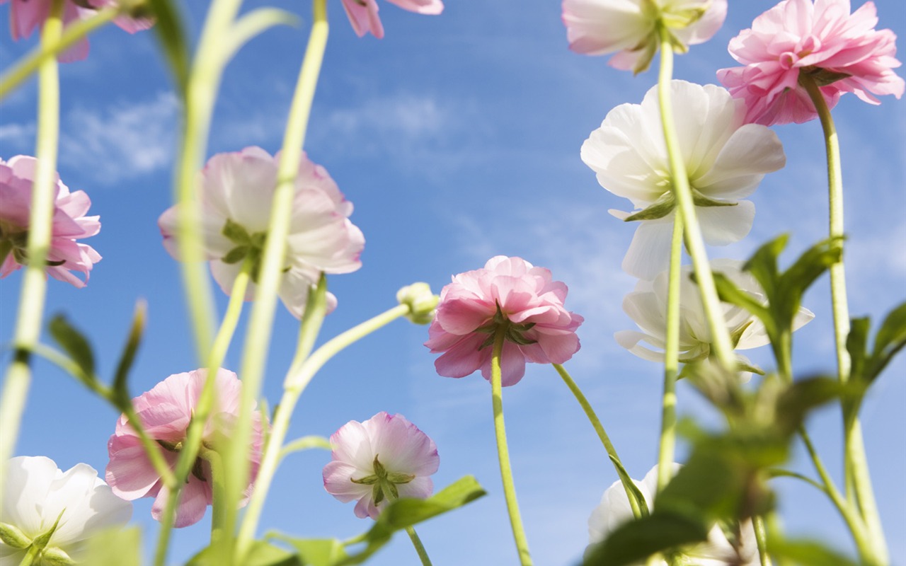 Under clear sky flowers #25 - 1280x800