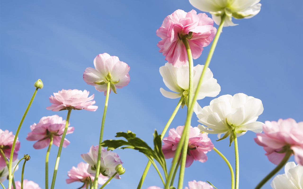 Under clear sky flowers #26 - 1280x800