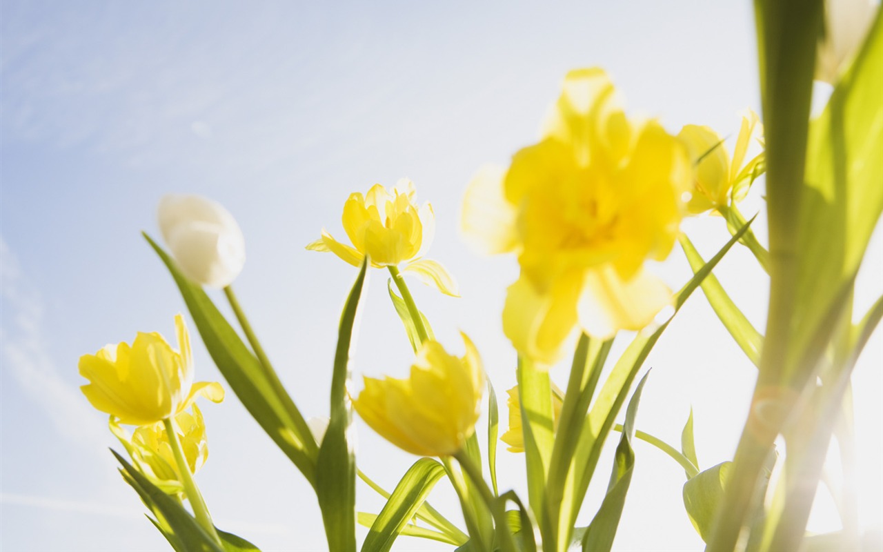 Under clear sky flowers #27 - 1280x800