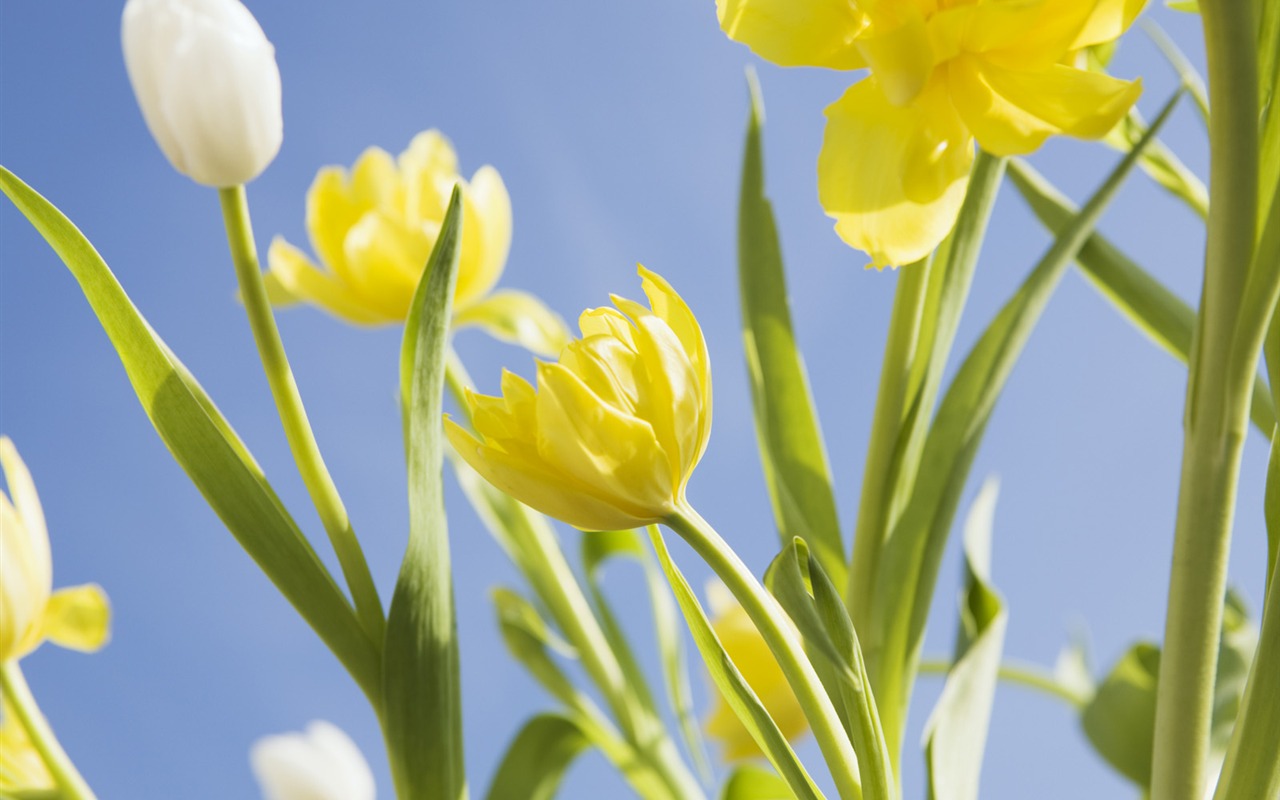 Under clear sky flowers #28 - 1280x800