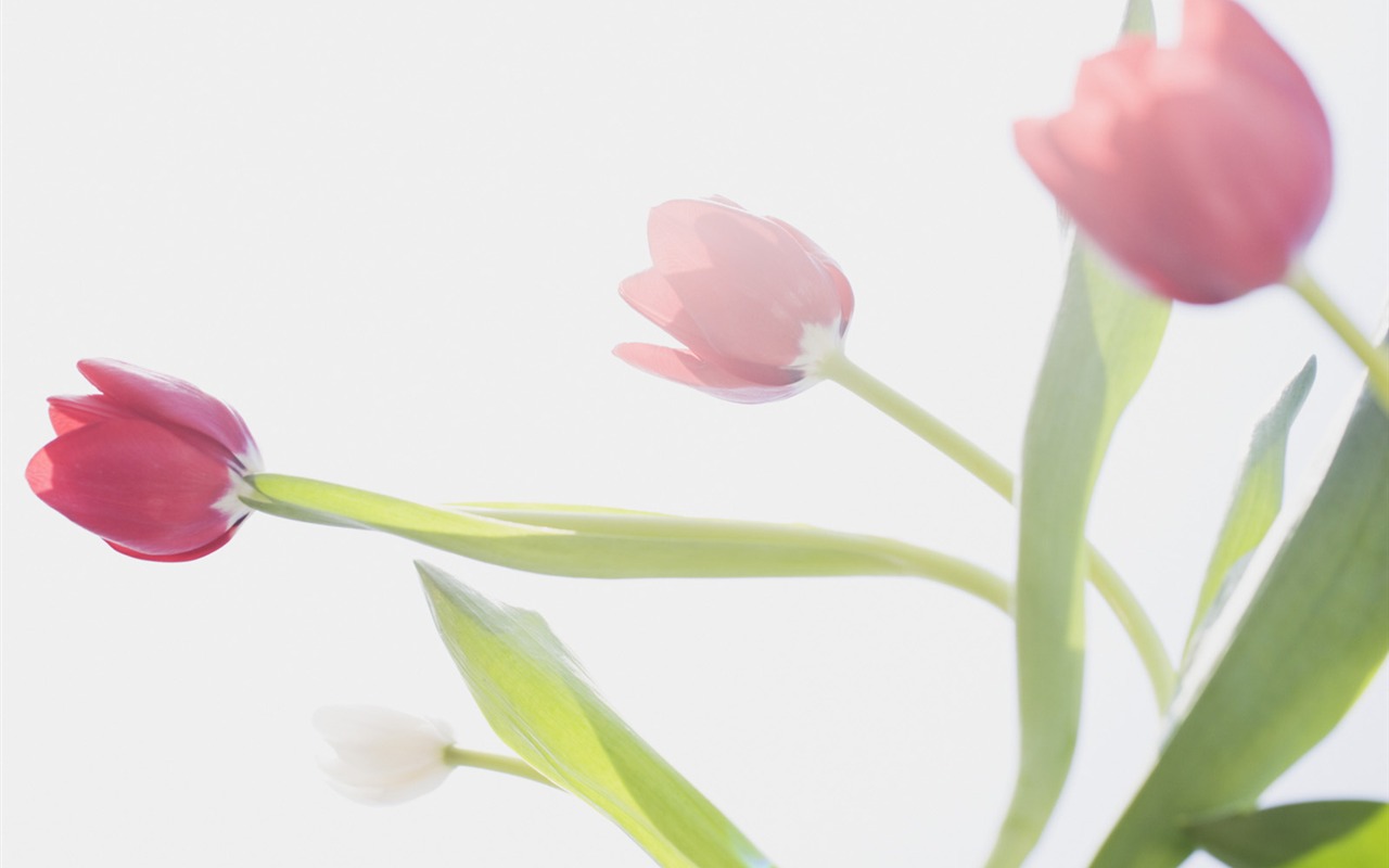 Under clear sky flowers #29 - 1280x800