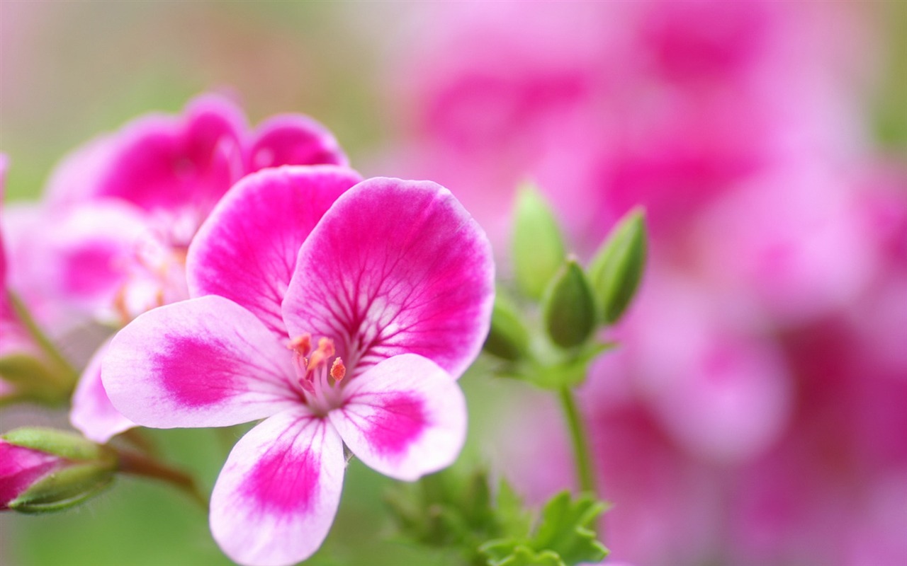 個人花卉攝影壁紙 #1 - 1280x800