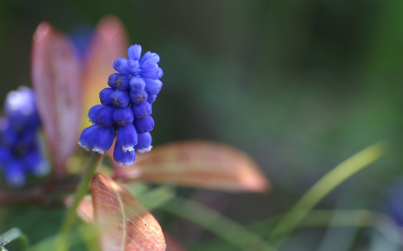 個人花卉攝影壁紙 #3 - 1280x800