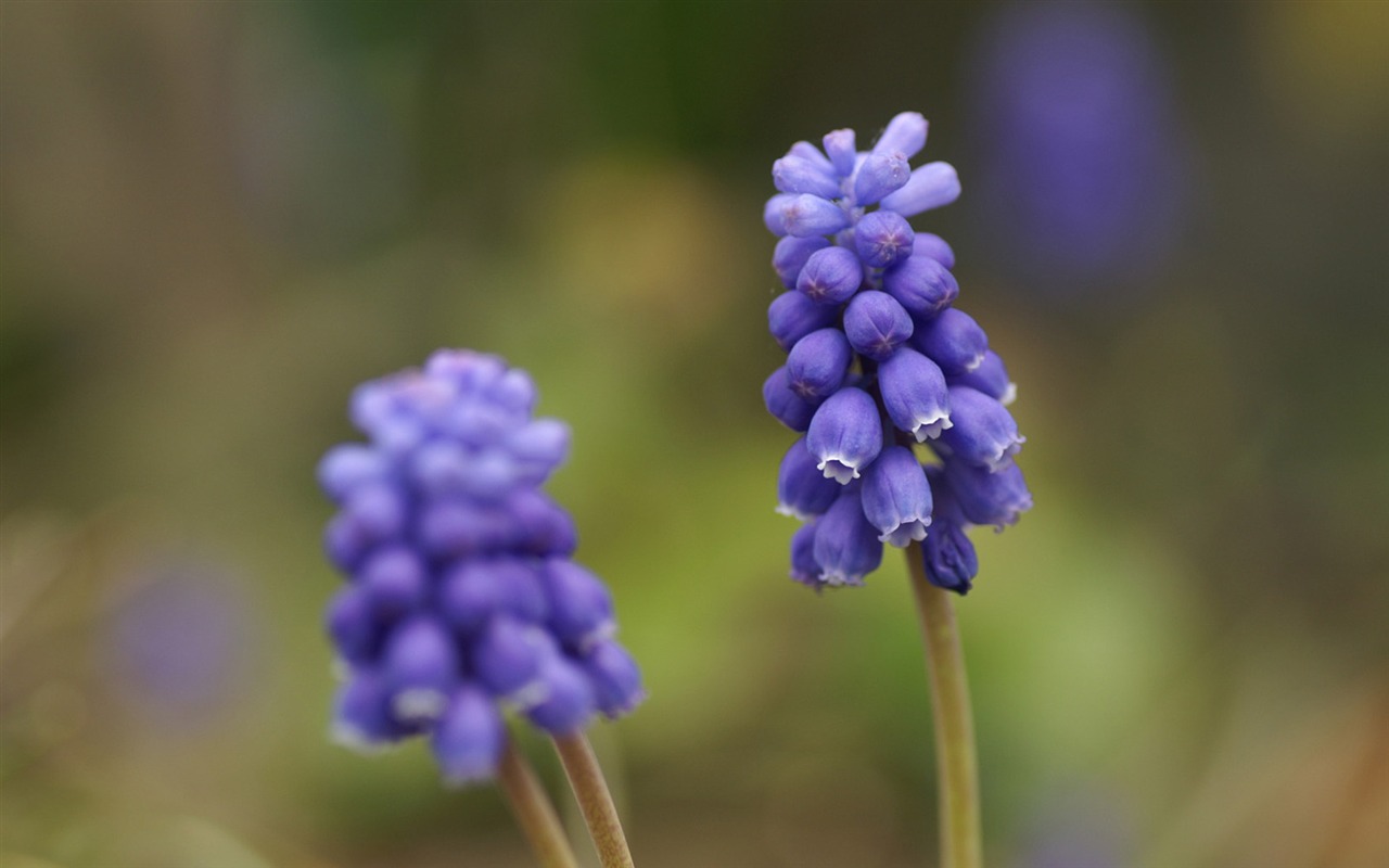 個人花卉攝影壁紙 #4 - 1280x800