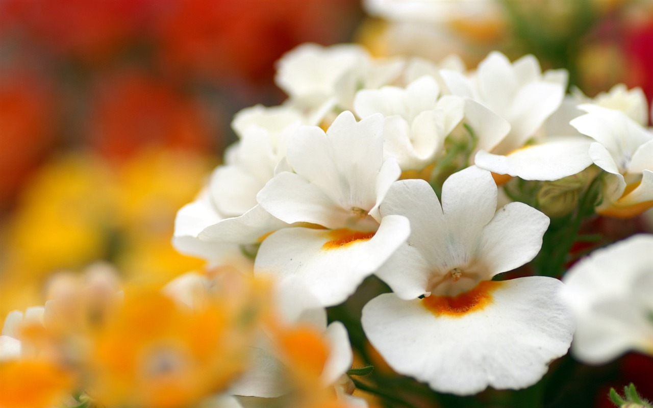 Personal Flowers Wallpaper #6 - 1280x800