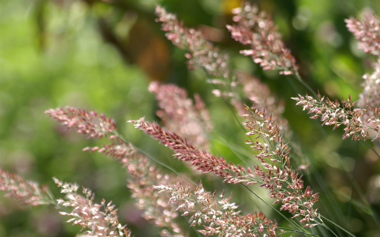 个人花卉摄影壁纸10 - 1280x800