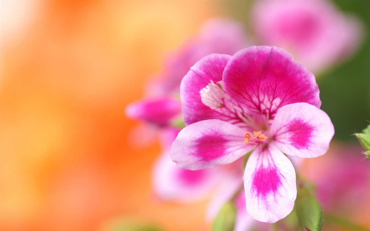 Personal Flowers Wallpaper #11 - 1280x800