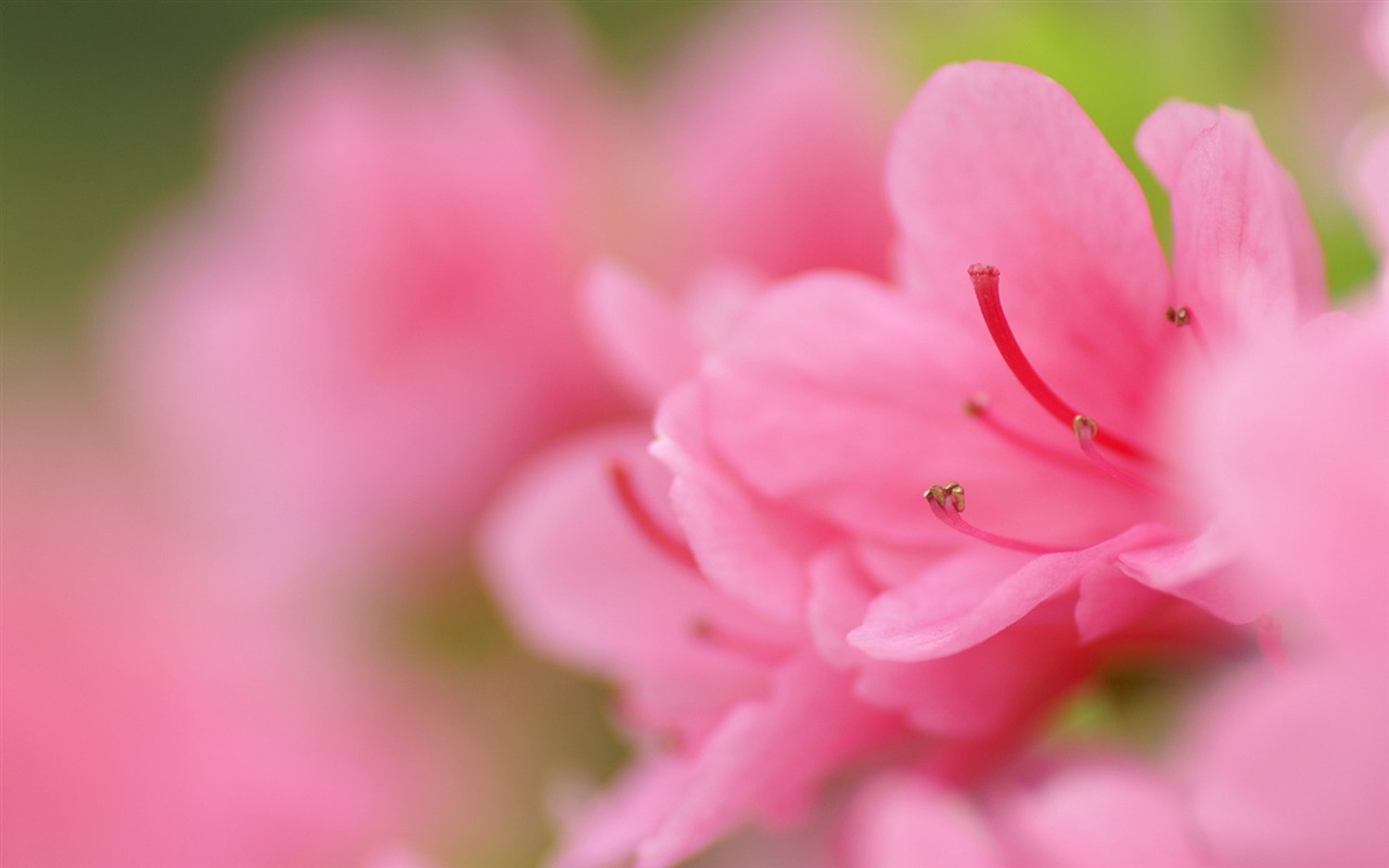 個人の花の壁紙 #17 - 1280x800